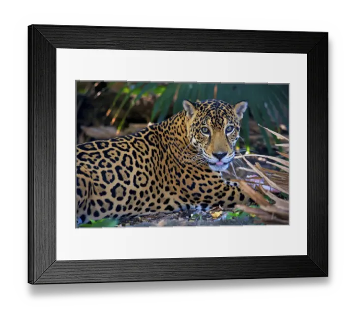 Framed Print : Jaguar (Panthera onca), Central America Jaguar (Panthera onca) Linnaeus, Costa Rica