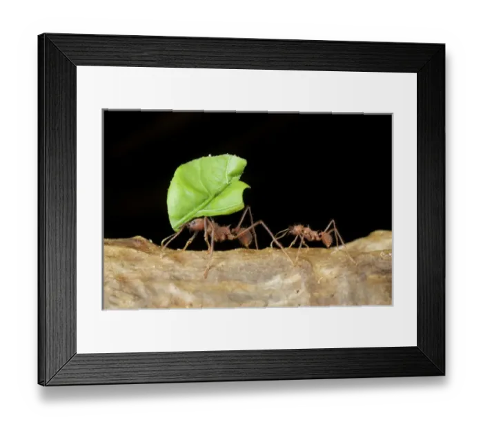 Framed Print : Leafcutter ants (Acromyrmex sp), Costa Rica