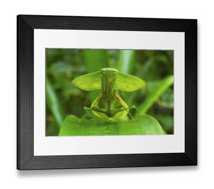 Framed Print : Hooded mantis (Choerododis rhombifolia), Costa Rica Framed Print : Hooded mantis (Choerododis rhombifolia), Costa Rica