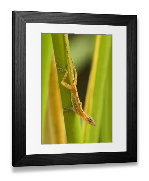 Framed Print : Central America, Costa Rica. Pacific anole lizard on plant Framed Print : Central America, Costa Rica. Pacific anole lizard on plant