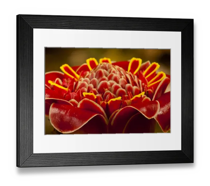 Framed Print : Central America, Costa Rica. Close-up of red torch ginger blossom Framed Print : Central America, Costa Rica. Close-up of red torch ginger blossom