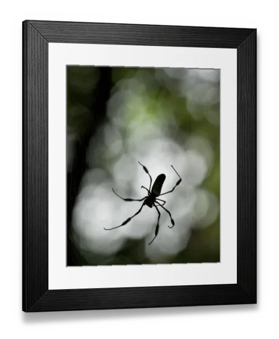 Framed Print : Central America, Costa Rica. Female golden orb weaver spider Framed Print : Central America, Costa Rica. Female golden orb weaver spider