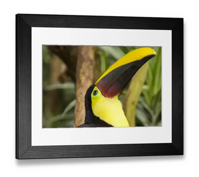 Framed Print : Central America, Costa Rica. Black-mandibled toucan Framed Print : Central America, Costa Rica. Black-mandibled toucan