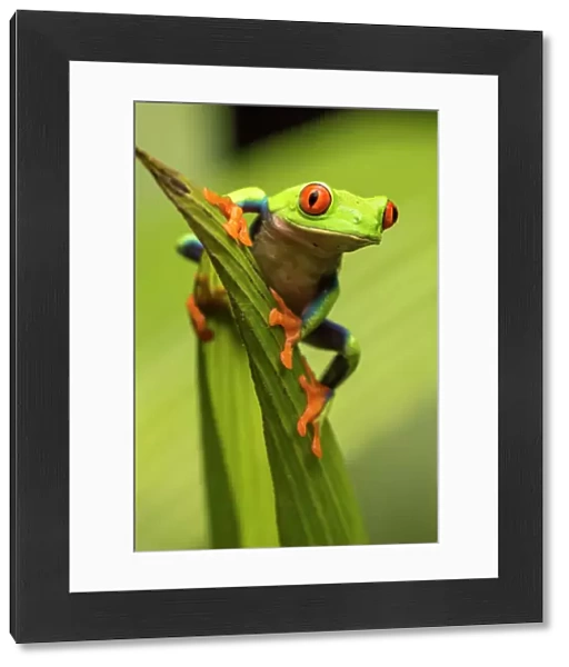 Central America, Costa Rica. Red-eyed tree frog close-up