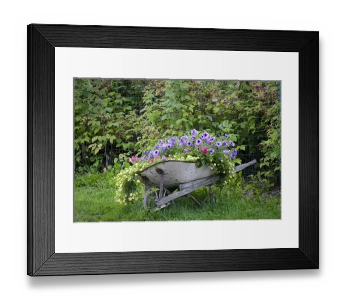 Framed Print : USA, Alaska, Chena Hot Springs. Old wheelbarrow with flowers Framed Print : USA, Alaska, Chena Hot Springs. Old wheelbarrow with flowers
