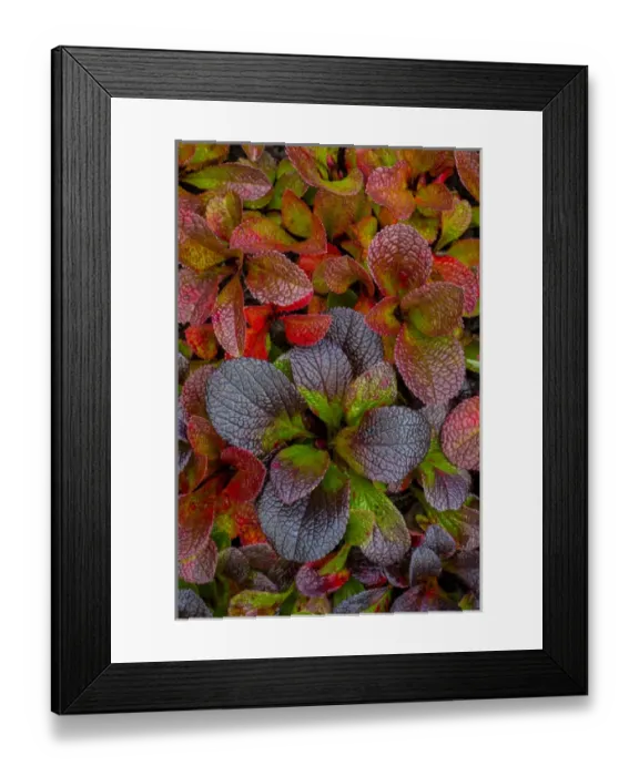 Framed Print : USA, Alaska. Alpine bearberry leaves close-up Framed Print : USA, Alaska. Alpine bearberry leaves close-up