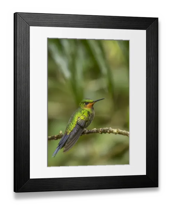 Framed Print : Central America, Costa Rica, Monteverde Cloud Forest Biological Reserve. Hummingbird on limb Framed Print : Central America, Costa Rica, Monteverde Cloud Forest Biological Reserve. Hummingbird on limb
