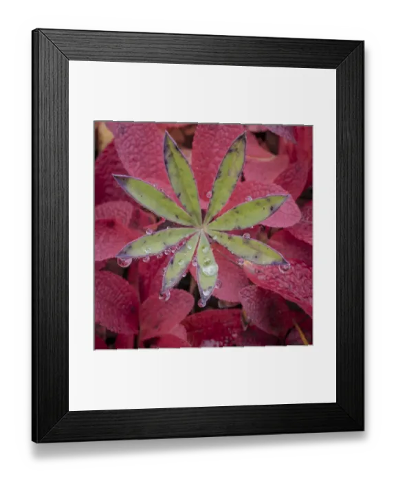 Framed Print : USA, Alaska, Brooks Range. Lupine and alpine bearberry plants Framed Print : USA, Alaska, Brooks Range. Lupine and alpine bearberry plants