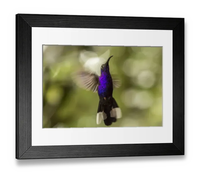 Framed Print : Central America, Costa Rica, Monteverde Cloud Forest Biological Reserve. Violet sabrewing in flight Framed Print : Central America, Costa Rica, Monteverde Cloud Forest Biological Reserve. Violet sabrewing in flight