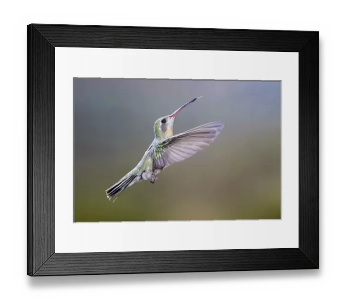 Framed Print : USA, Arizona, Madera Canyon. Female broad-billed hummingbird in flight. Credit as Framed Print : USA, Arizona, Madera Canyon. Female broad-billed hummingbird in flight. Credit as