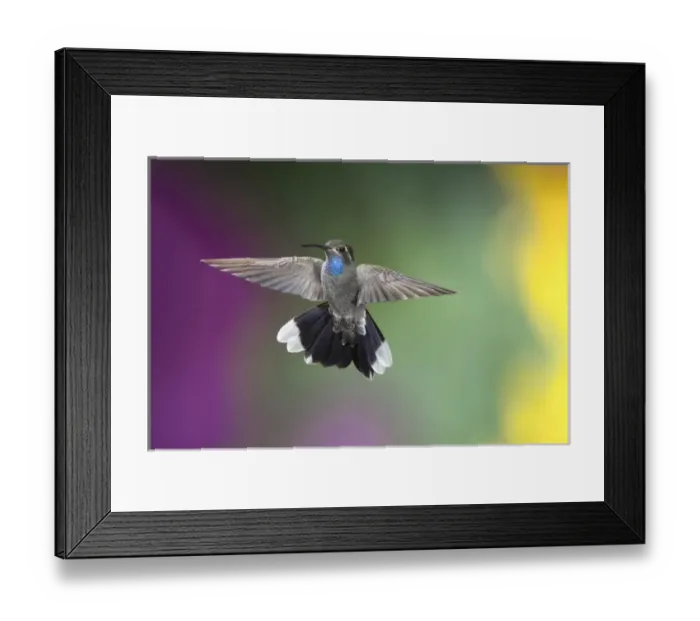 Framed Print : USA, Arizona, Madera Canyon. Male blue-throated hummingbird with spread wings. Credit as Framed Print : USA, Arizona, Madera Canyon. Male blue-throated hummingbird with spread wings. Credit as