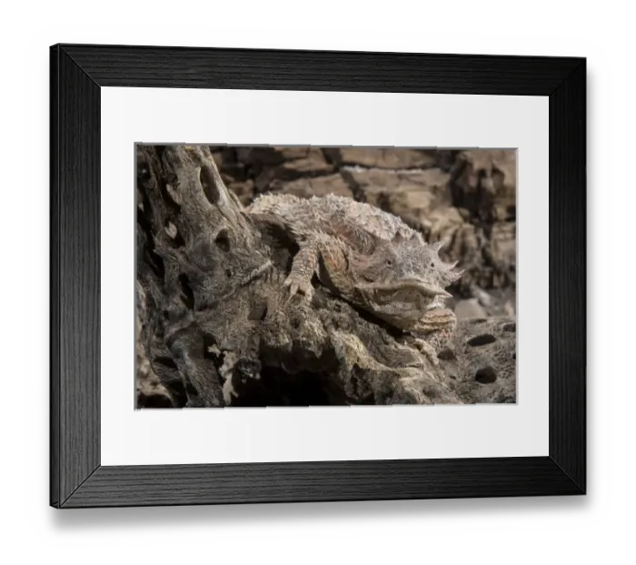 Framed Print : USA, Arizona, Madera Canyon. Close-up of regal horned lizard Framed Print : USA, Arizona, Madera Canyon. Close-up of regal horned lizard