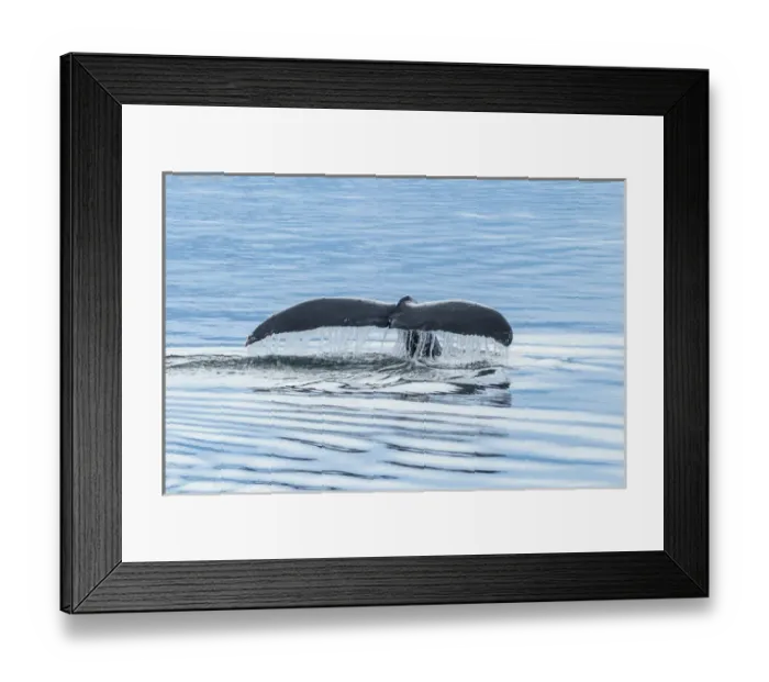 Framed Print : USA, Alaska, Tongass National Forest. Humpback whale diving Framed Print : USA, Alaska, Tongass National Forest. Humpback whale diving