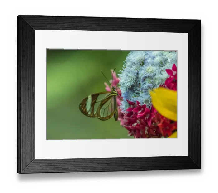 Framed Print : Central America, Costa Rica, Monteverde Cloud Forest Biological Reserve Framed Print : Central America, Costa Rica, Monteverde Cloud Forest Biological Reserve