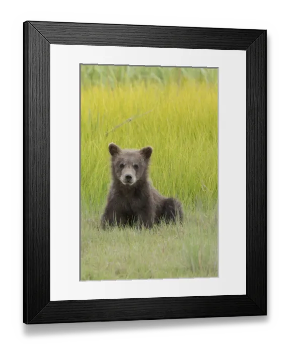 Framed Print : USA, Alaska. Grizzly bear cub, ursus arctos horribilis, sits in a meadow in Lake Framed Print : USA, Alaska. Grizzly bear cub, ursus arctos horribilis, sits in a meadow in Lake