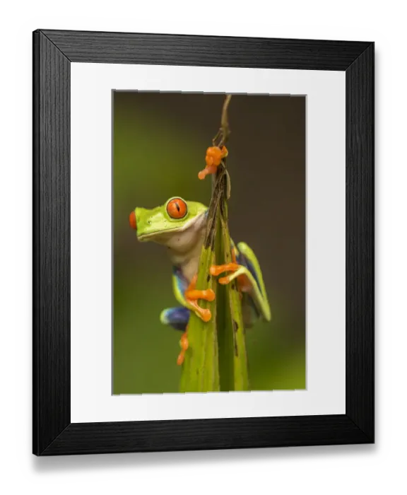 Framed Print : Central America, Costa Rica. Red-eyed tree frog close-up