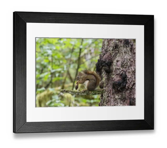 Framed Print : Alaska, Glacier Bay National Park. American Red Squirrel (Tamiasciurus hudsonicus) Framed Print : Alaska, Glacier Bay National Park. American Red Squirrel (Tamiasciurus hudsonicus)