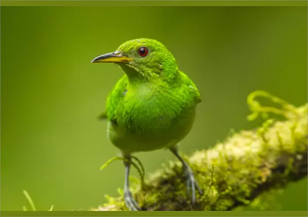 Central America, Costa Rica, Sarapiqui River Valley. Green honeycreeper bird on limb