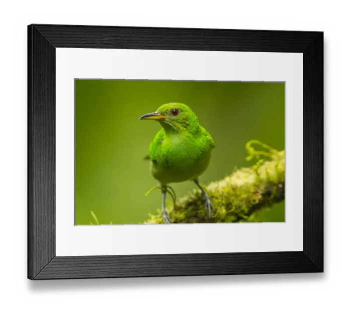 Framed Print : Central America, Costa Rica, Sarapiqui River Valley. Green honeycreeper bird on limb