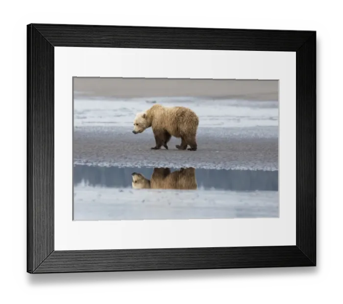 Framed Print : Coastal Grizzly bear (ursus arctos horribilis) walks along mud flats, Lake Clark National Park Framed Print : Coastal Grizzly bear (ursus arctos horribilis) walks along mud flats, Lake Clark National Park