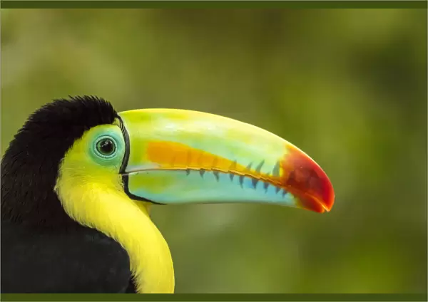 Central America, Costa Rica. Keel-billed toucan Credit as: Cathy & Gordon Illg  / 