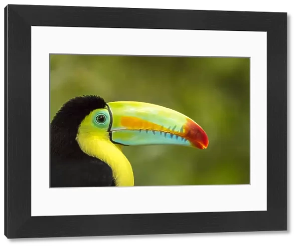 Central America, Costa Rica. Keel-billed toucan Credit as: Cathy & Gordon Illg  / 
