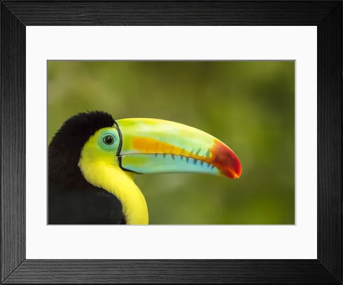 Framed Print : Central America, Costa Rica. Keel-billed toucan Credit as: Cathy & Gordon Illg / Framed Print : Central America, Costa Rica. Keel-billed toucan Credit as: Cathy & Gordon Illg /