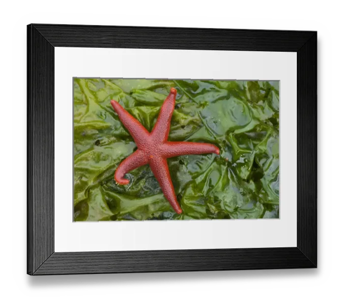 Framed Print : Alaska, George Island, Glacier Bay National Park. Granite Cove. Pacific Blood Star Framed Print : Alaska, George Island, Glacier Bay National Park. Granite Cove. Pacific Blood Star