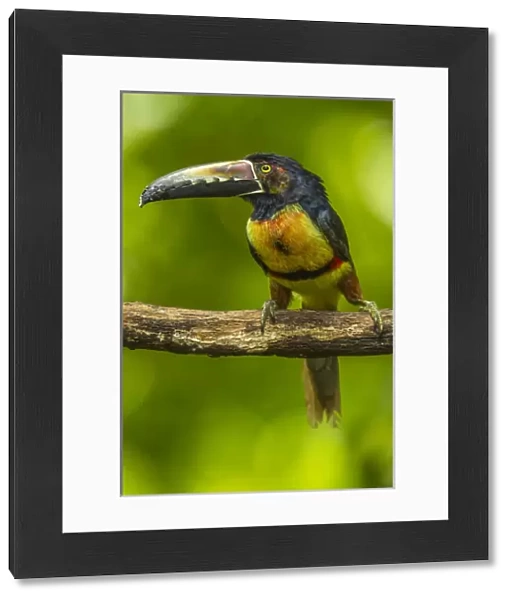 Central America, Costa Rica, Sarapiqui River Valley. Collared aricari bird on limb
