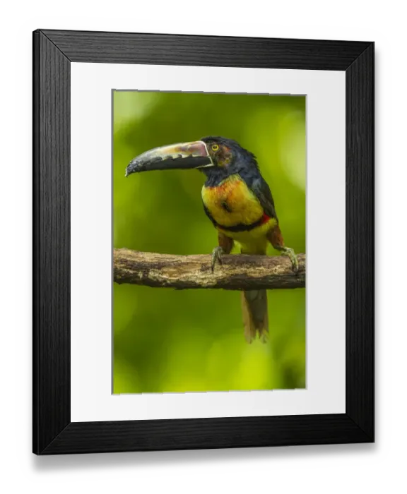 Framed Print : Central America, Costa Rica, Sarapiqui River Valley. Collared aricari bird on limb Framed Print : Central America, Costa Rica, Sarapiqui River Valley. Collared aricari bird on limb
