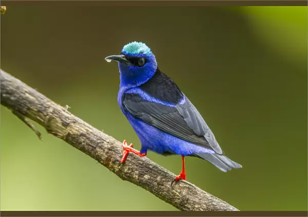 Central America, Costa Rica, Sarapiqui River Valley. Red-legged honeycreeper bird on limb