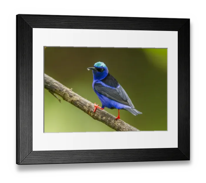 Framed Print : Central America, Costa Rica, Sarapiqui River Valley. Red-legged honeycreeper bird on limb Framed Print : Central America, Costa Rica, Sarapiqui River Valley. Red-legged honeycreeper bird on limb