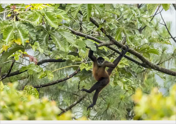Central America, Costa Rica, Arenal. Spider monkey in tree