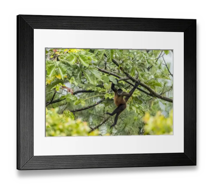 Framed Print : Central America, Costa Rica, Arenal. Spider monkey in tree