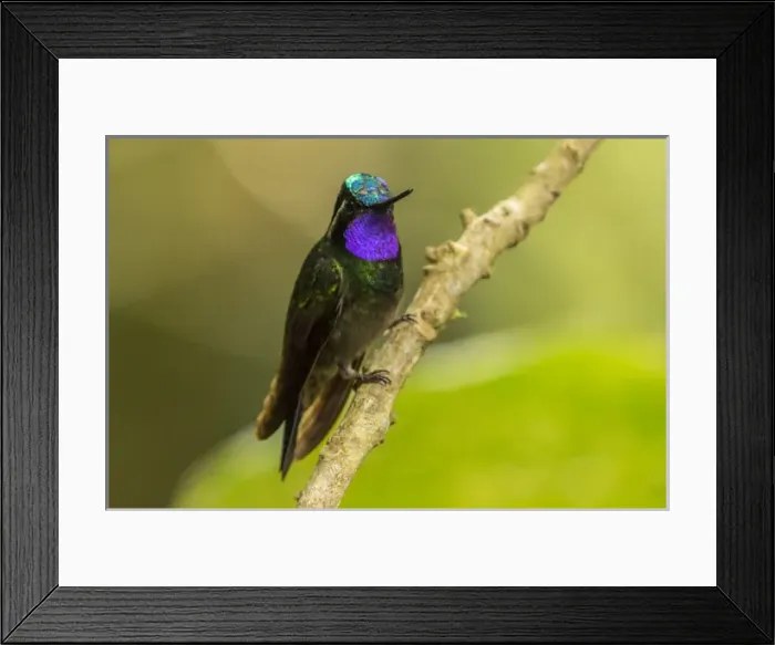 Framed Print : Central America, Costa Rica, Monteverde Cloud Forest Biological Reserve Framed Print : Central America, Costa Rica, Monteverde Cloud Forest Biological Reserve