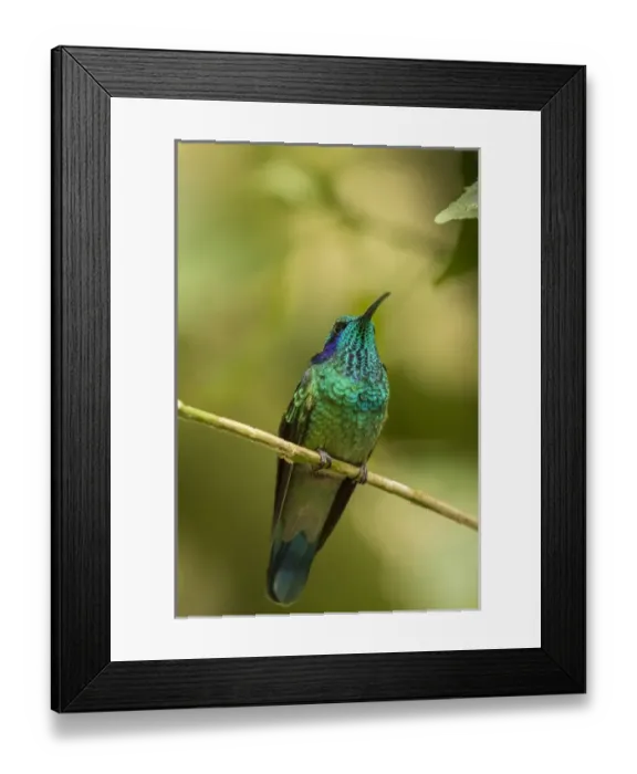Framed Print : Central America, Costa Rica, Monteverde Cloud Forest Biological Reserve Framed Print : Central America, Costa Rica, Monteverde Cloud Forest Biological Reserve