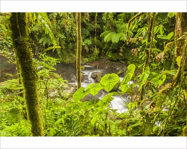 Central America, Costa Rica. Monteve Verde, La Paz River, rain forest Credit as