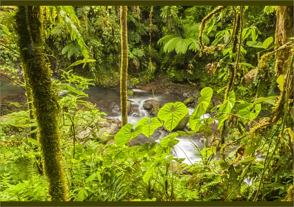 Central America, Costa Rica. Monteve Verde, La Paz River, rain forest Credit as
