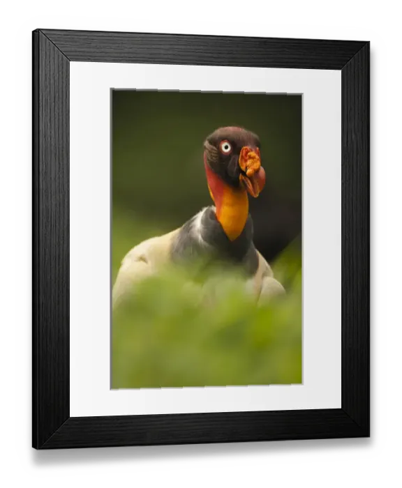 Framed Print : Central America, Costa Rica, King Vulture, Sarcoramphus papa, bird of prey Framed Print : Central America, Costa Rica, King Vulture, Sarcoramphus papa, bird of prey