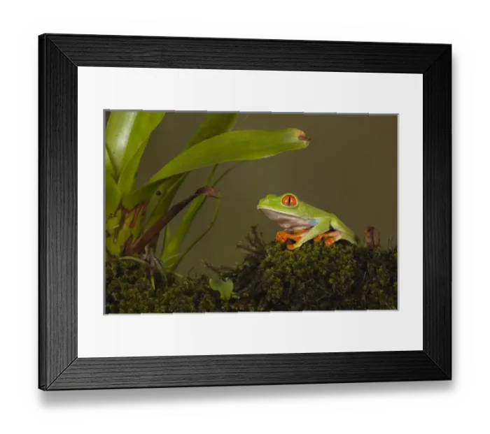 Framed Print : Central America, Costa Rica, Slva Verde Lodge, Red-eyed Leaf Frog, aka Red-eyed Treefrog Framed Print : Central America, Costa Rica, Slva Verde Lodge, Red-eyed Leaf Frog, aka Red-eyed Treefrog