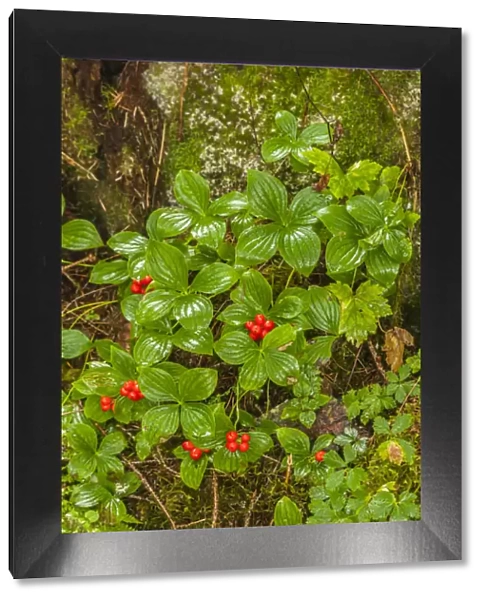 USA, Alaska, Tongass National Forest, Anan Creek. Berries on plants at tree base