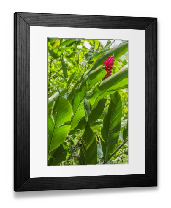 Framed Print : Central America, Centro America, Latin America, Latin, tropical, Costa Rica, Puerto Viejo