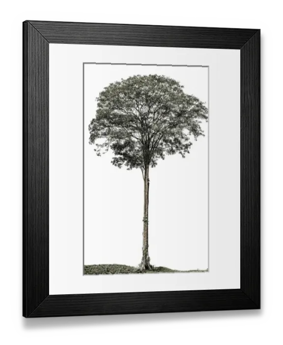 Framed Print : Costa Rica, tree, Almendro