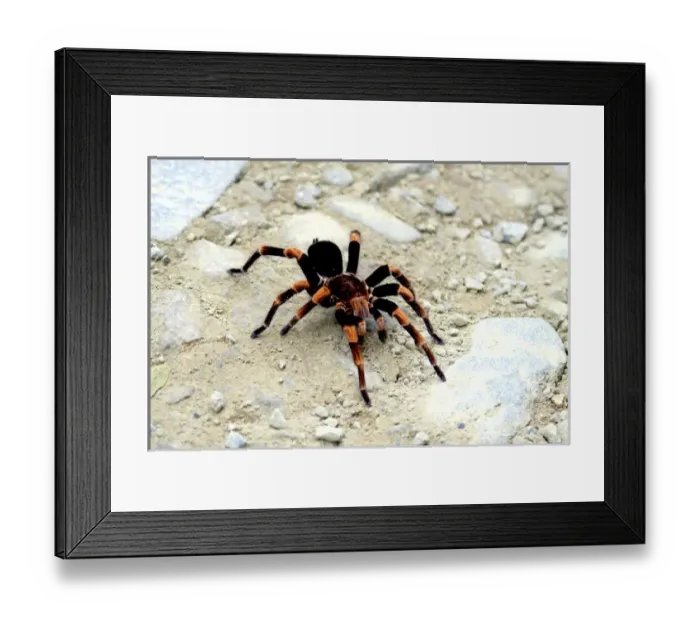 Framed Print : Red-kneed Tarantula (Euathlus mesomelas) close-up in on a trail at Monteverde Cloud Forest Reserve