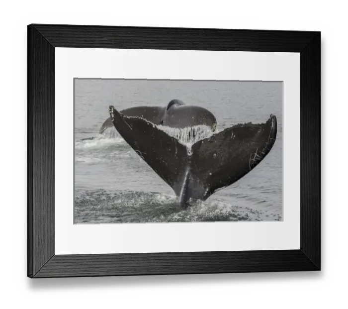Framed Print : USA, Alaska, Tongass National Forest. Humpback whales diving Framed Print : USA, Alaska, Tongass National Forest. Humpback whales diving