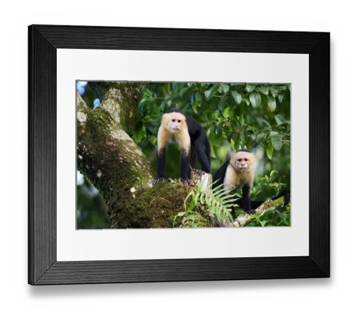 Framed Print : Capuchin Monkeys, Punta Banco, Costa Rica Framed Print : Capuchin Monkeys, Punta Banco, Costa Rica