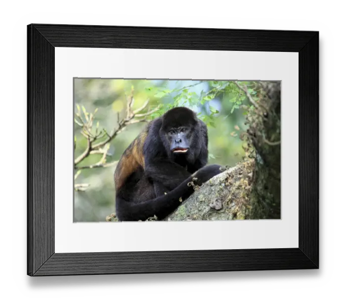 Framed Print : A female Mantled Howler Monkey (Alouatta palliata) sits in a tree Lomas de Barbudal Framed Print : A female Mantled Howler Monkey (Alouatta palliata) sits in a tree Lomas de Barbudal