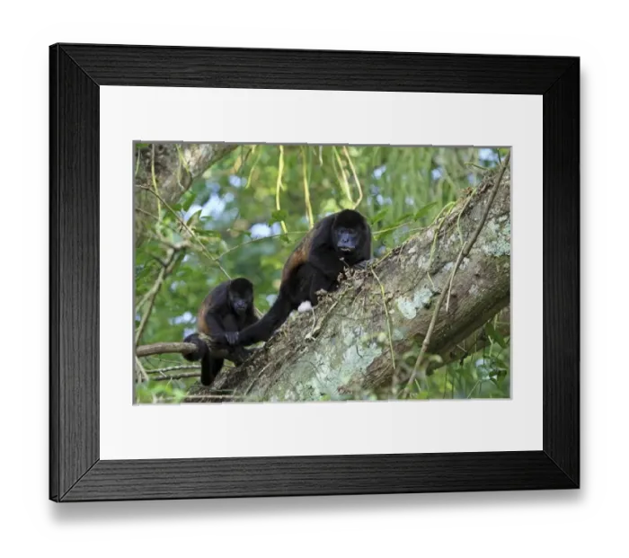 Framed Print : A female Mantled Howler Monkey (Alouatta palliata) in a tree with her young, Lomas Framed Print : A female Mantled Howler Monkey (Alouatta palliata) in a tree with her young, Lomas