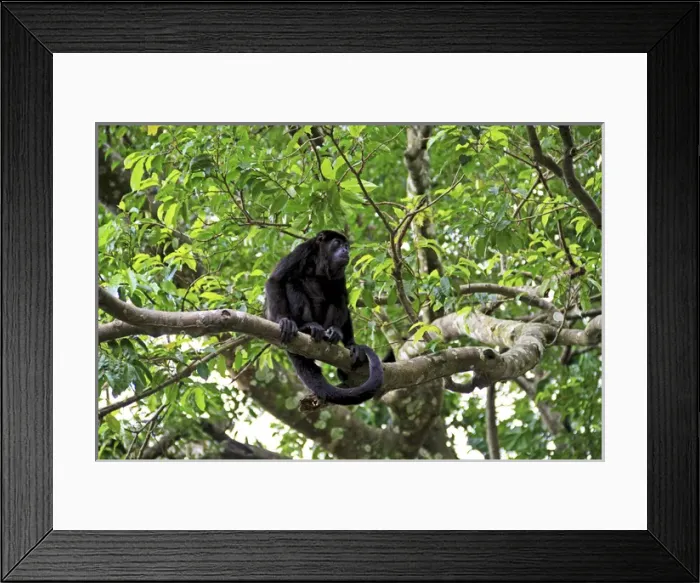Framed Print : Black Howler Monkey (Alouatta Caraya) Palo Verde National Park, Costa Rica, South America