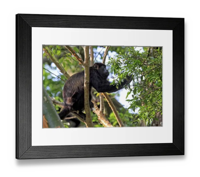 Framed Print : Mantled Howler Monkey (Alouatta palliata) male feeding on flowers of the Padauk Framed Print : Mantled Howler Monkey (Alouatta palliata) male feeding on flowers of the Padauk